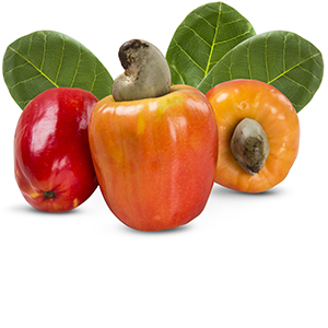 Cashew Apple Pro